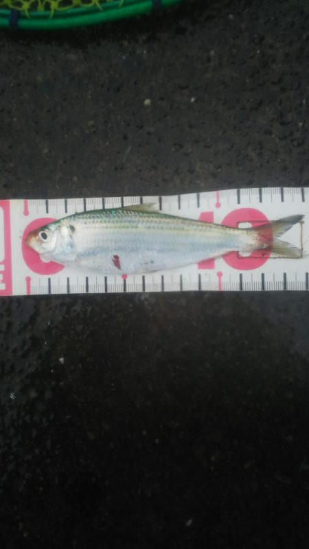 気軽にサビキ♪